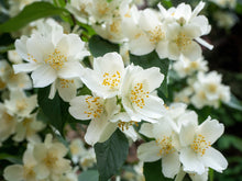 Load image into Gallery viewer, White Jasmine & Mint Scent