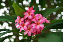 Load image into Gallery viewer, Frangipani & Spiced Pear Scent