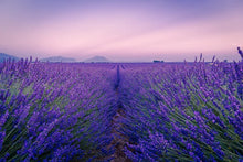 Load image into Gallery viewer, White Tea & Lavender Scent
