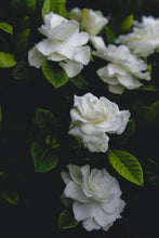 Load image into Gallery viewer, Gardenia & Wild Truffle Scent