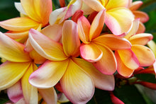 Load image into Gallery viewer, Pineapple & Frangipani Scent