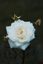 Load image into Gallery viewer, White Rose & Bergamot Scent