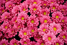 Load image into Gallery viewer, Pink Daisies & Goji Berry Scent