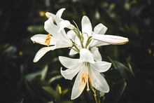 Load image into Gallery viewer, Bamboo & White Lily Scent