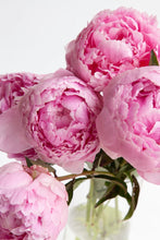 Load image into Gallery viewer, Peony Blossom & Peach Nectar Scent