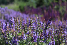Load image into Gallery viewer, Seagrass &amp; Wild Lavender Scent
