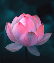 Load image into Gallery viewer, Lotus Blossom Scent
