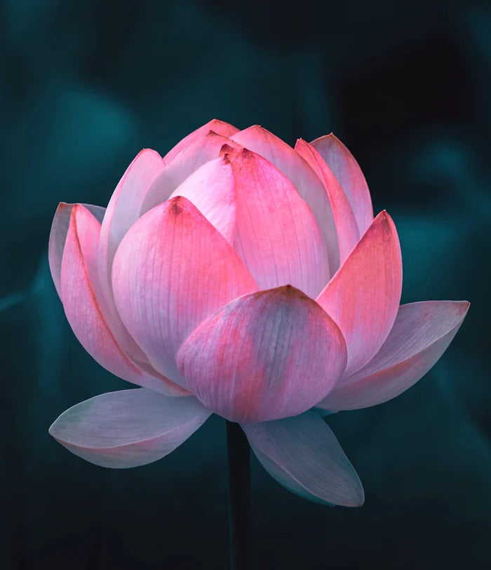 Lotus Blossom Scent