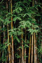 Load image into Gallery viewer, Bamboo &amp; White Lily Scent
