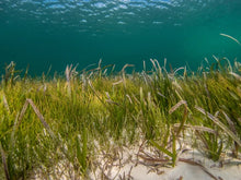 Load image into Gallery viewer, Seagrass &amp; Wild Lavender Scent
