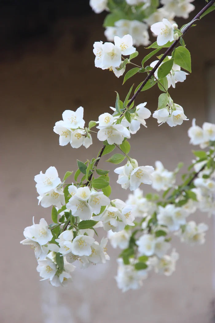Satin Jasmine Scent