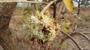 Shea Blossom Scent