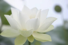 Load image into Gallery viewer, Lotus Blossom Scent
